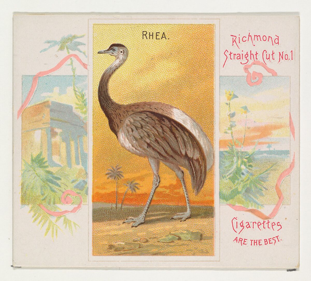Rhea, from Birds of the Tropics series (N38) for Allen & Ginter Cigarettes, Issued by Allen &amp; Ginter (American, Richmond, Virginia), Commercial color lithograph 