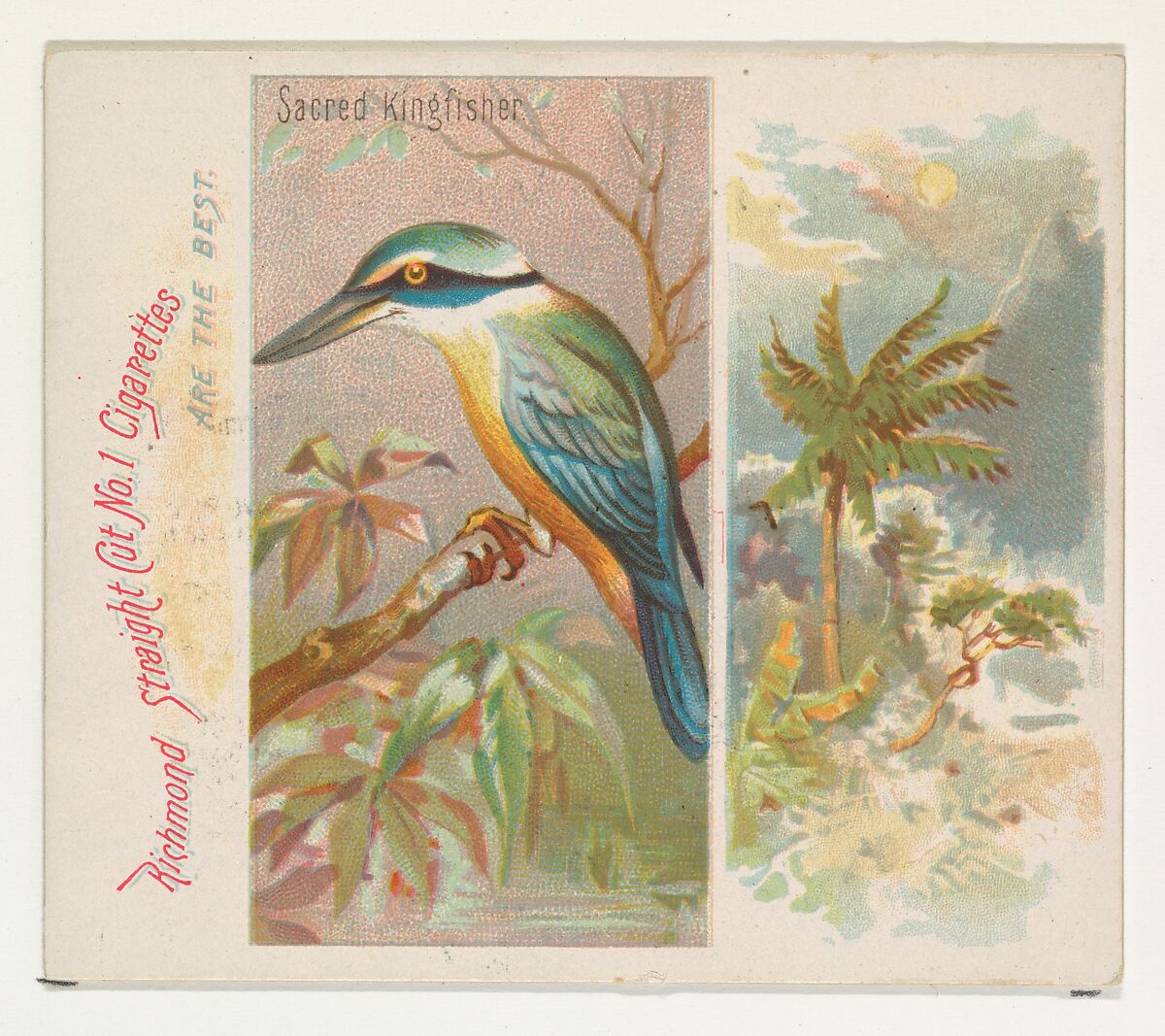 Sacred Kingfisher, from Birds of the Tropics series (N38) for Allen & Ginter Cigarettes, Issued by Allen &amp; Ginter (American, Richmond, Virginia), Commercial color lithograph 