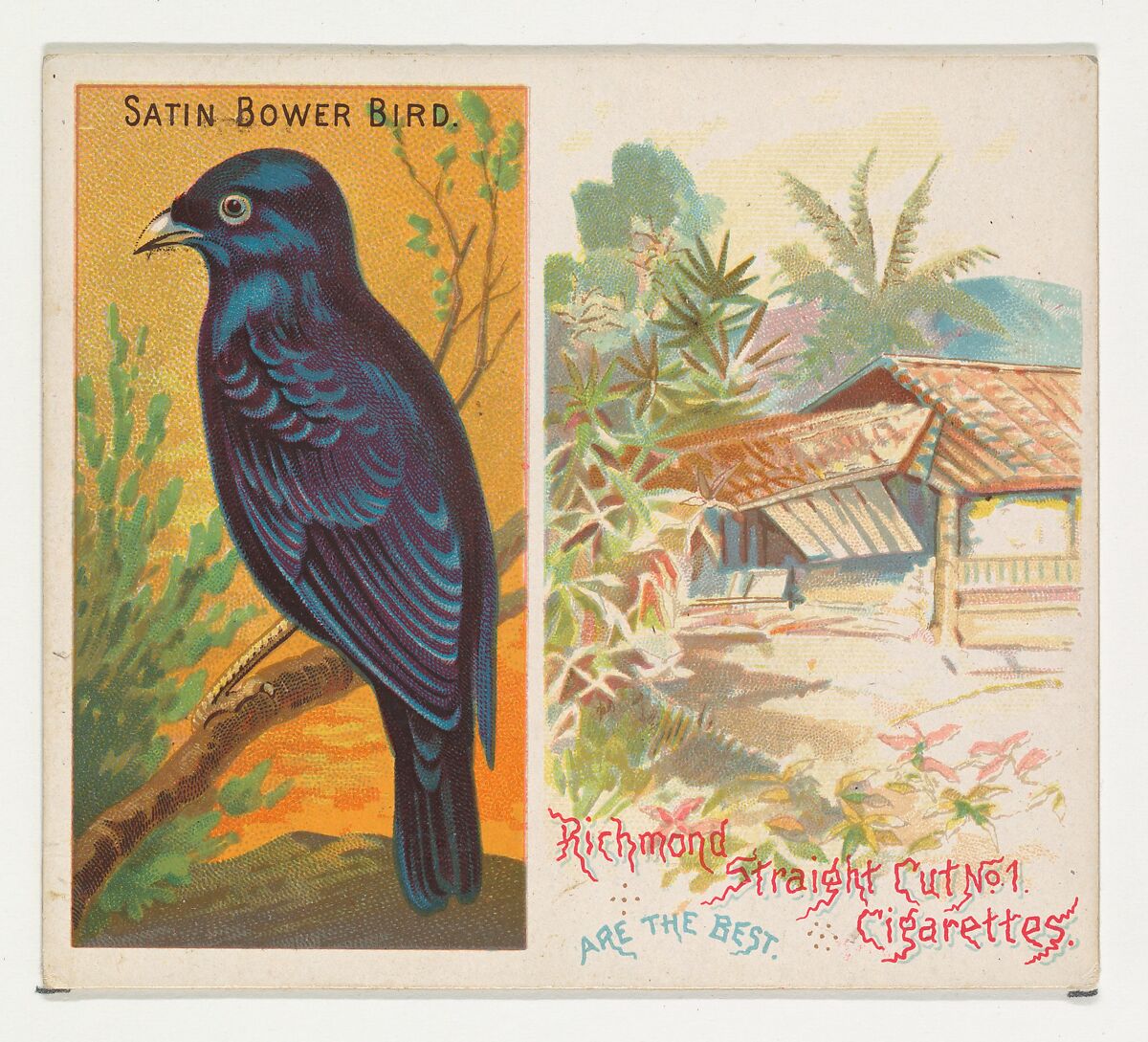 Satin Bower Bird, from Birds of the Tropics series (N38) for Allen & Ginter Cigarettes, Issued by Allen &amp; Ginter (American, Richmond, Virginia), Commercial color lithograph 