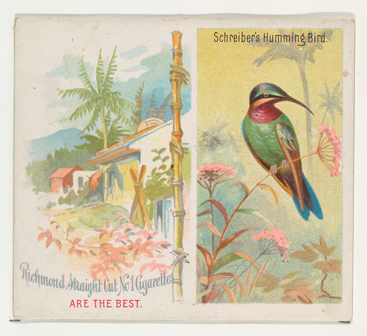 Schreiber's Hummingbird, from Birds of the Tropics series (N38) for Allen & Ginter Cigarettes, Issued by Allen &amp; Ginter (American, Richmond, Virginia), Commercial color lithograph 