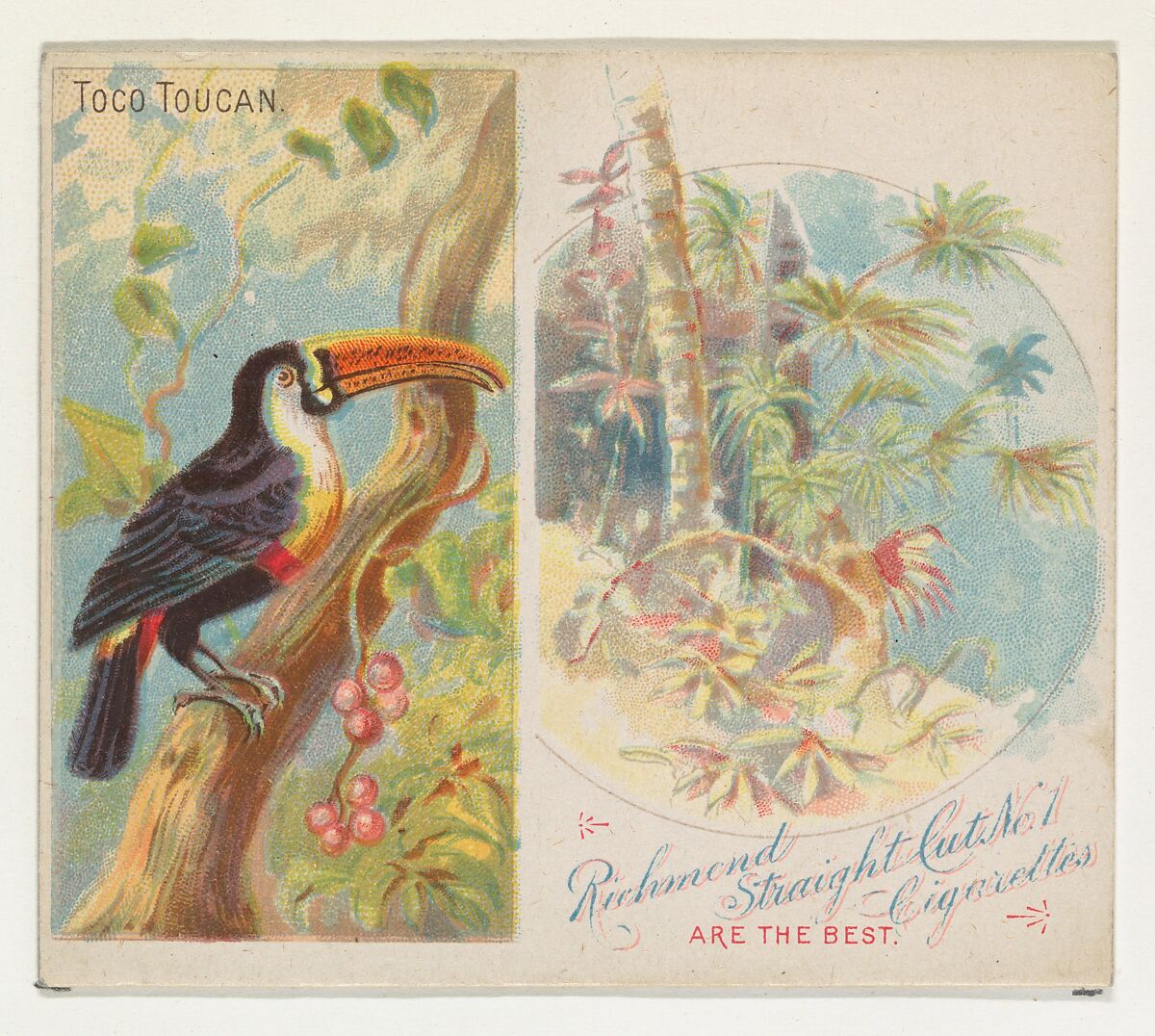 Toco Toucan, from Birds of the Tropics series (N38) for Allen & Ginter Cigarettes, Issued by Allen &amp; Ginter (American, Richmond, Virginia), Commercial color lithograph 