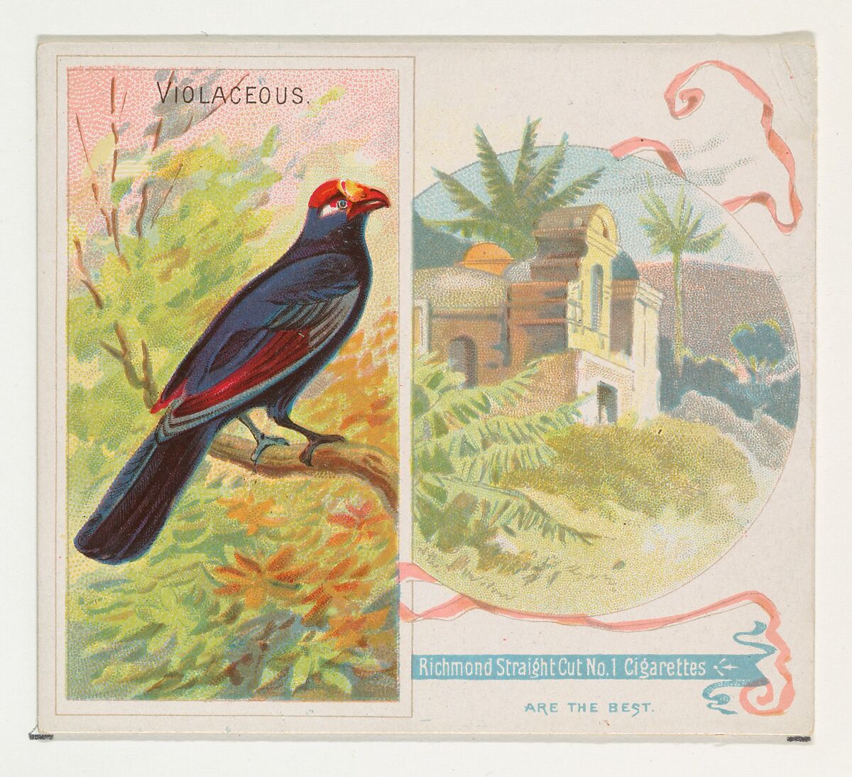 Violaceous, from Birds of the Tropics series (N38) for Allen & Ginter Cigarettes, Issued by Allen &amp; Ginter (American, Richmond, Virginia), Commercial color lithograph 