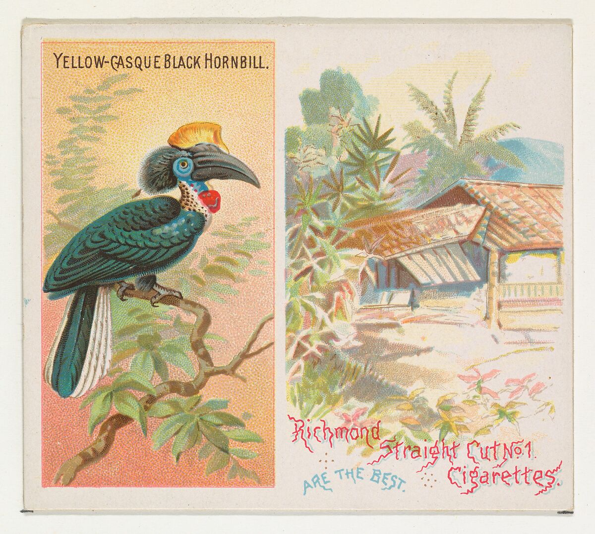 Yellow-Casque Black Hornbill, from Birds of the Tropics series (N38) for Allen & Ginter Cigarettes, Issued by Allen &amp; Ginter (American, Richmond, Virginia), Commercial color lithograph 