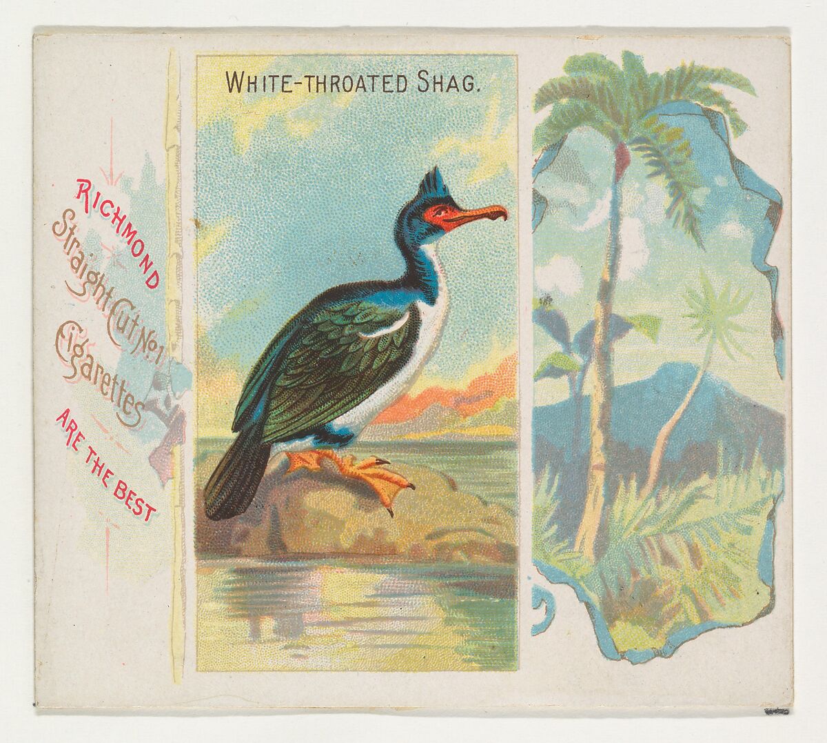 White-Throated Shag, from Birds of the Tropics series (N38) for Allen & Ginter Cigarettes, Issued by Allen &amp; Ginter (American, Richmond, Virginia), Commercial color lithograph 