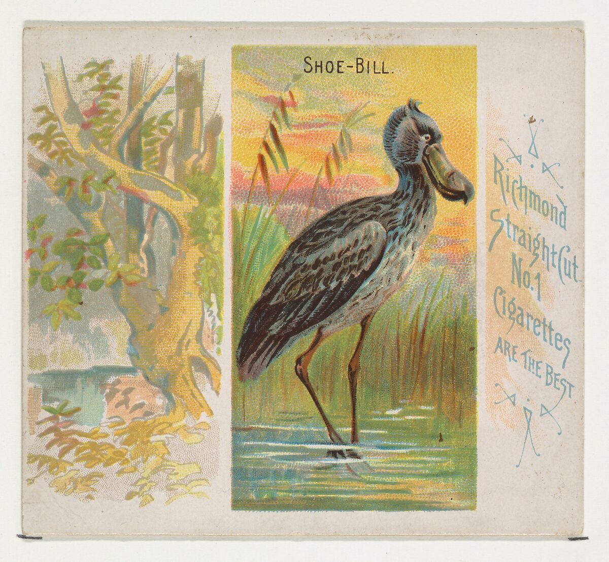 Shoe-Bill, from Birds of the Tropics series (N38) for Allen & Ginter Cigarettes, Issued by Allen &amp; Ginter (American, Richmond, Virginia), Commercial color lithograph 