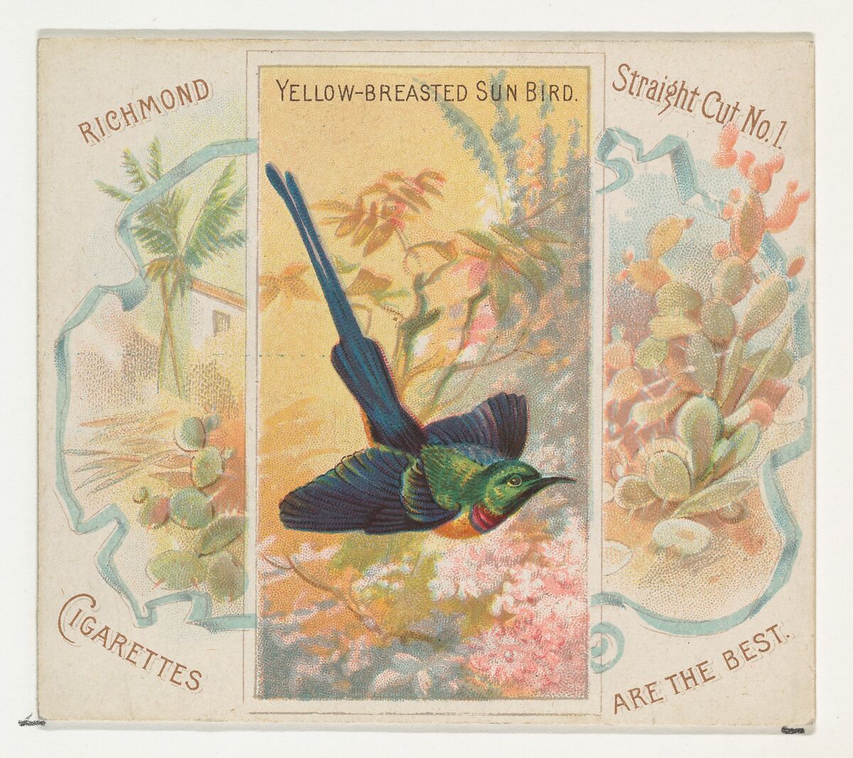 Yellow-Breasted Sun Bird, from Birds of the Tropics series (N38) for Allen & Ginter Cigarettes, Issued by Allen &amp; Ginter (American, Richmond, Virginia), Commercial color lithograph 