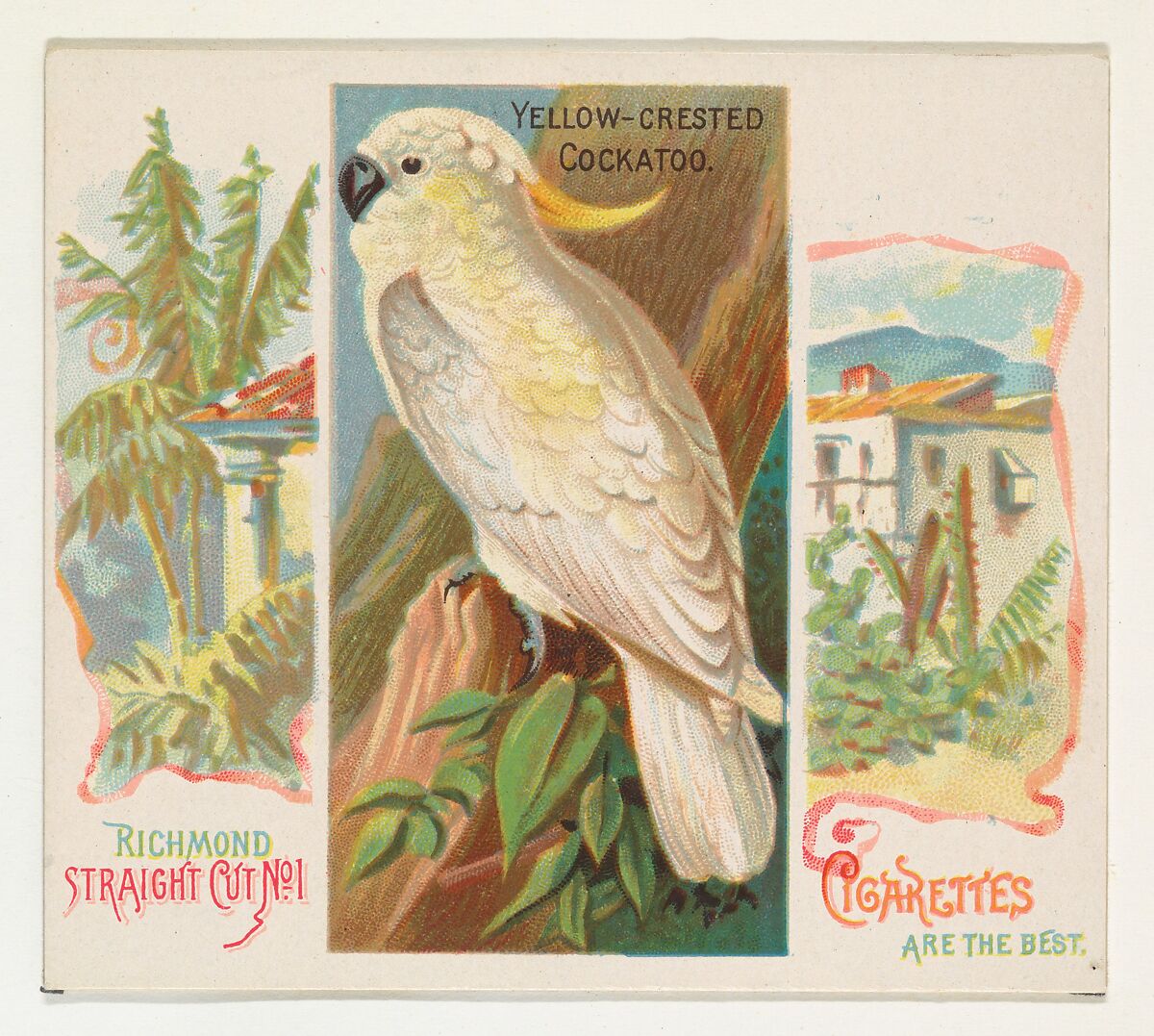 Yellow-Crested Cockatoo, from Birds of the Tropics series (N38) for Allen & Ginter Cigarettes, Issued by Allen &amp; Ginter (American, Richmond, Virginia), Commercial color lithograph 