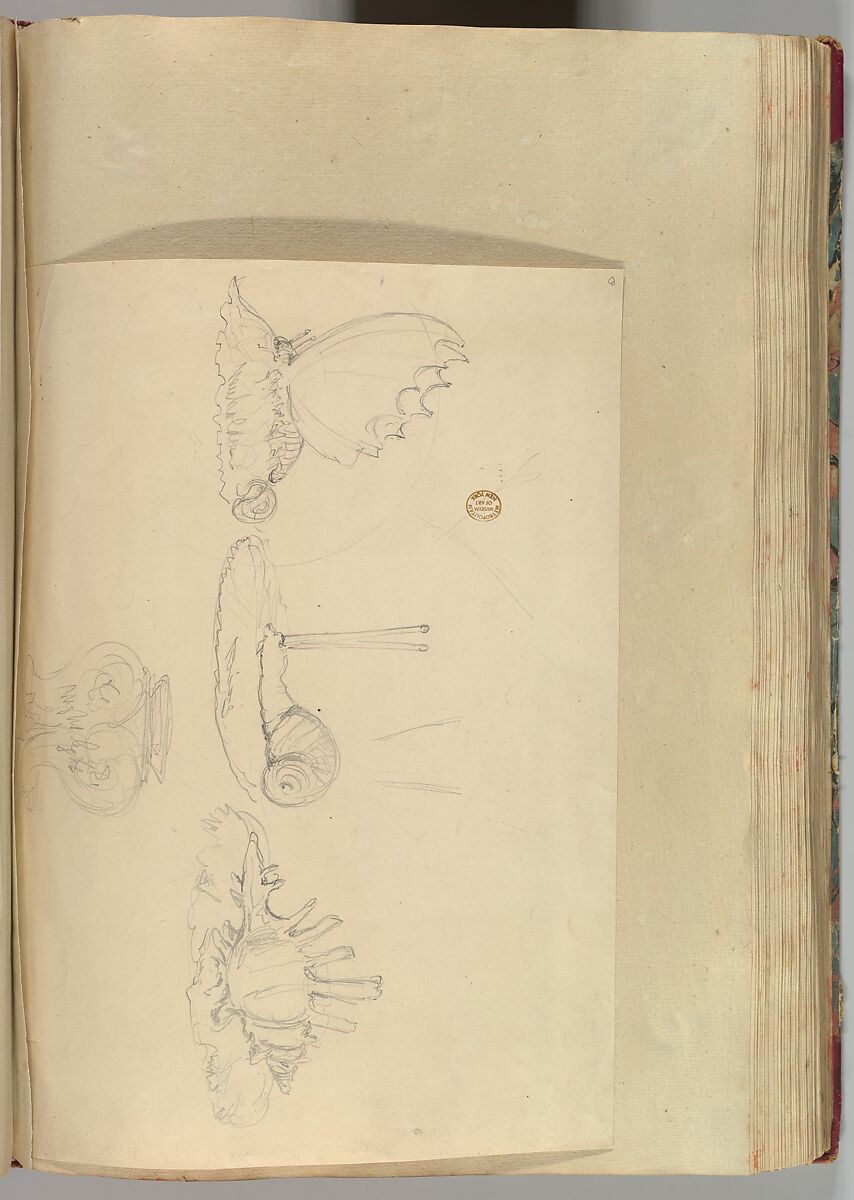 Sketches of Butterfly Pen-holder, a Shell Pen-holder and Snail Ring-holder, and a Vase, Alfred Henry Forrester [Alfred Crowquill] (British, London 1804–1872 London), Graphite 