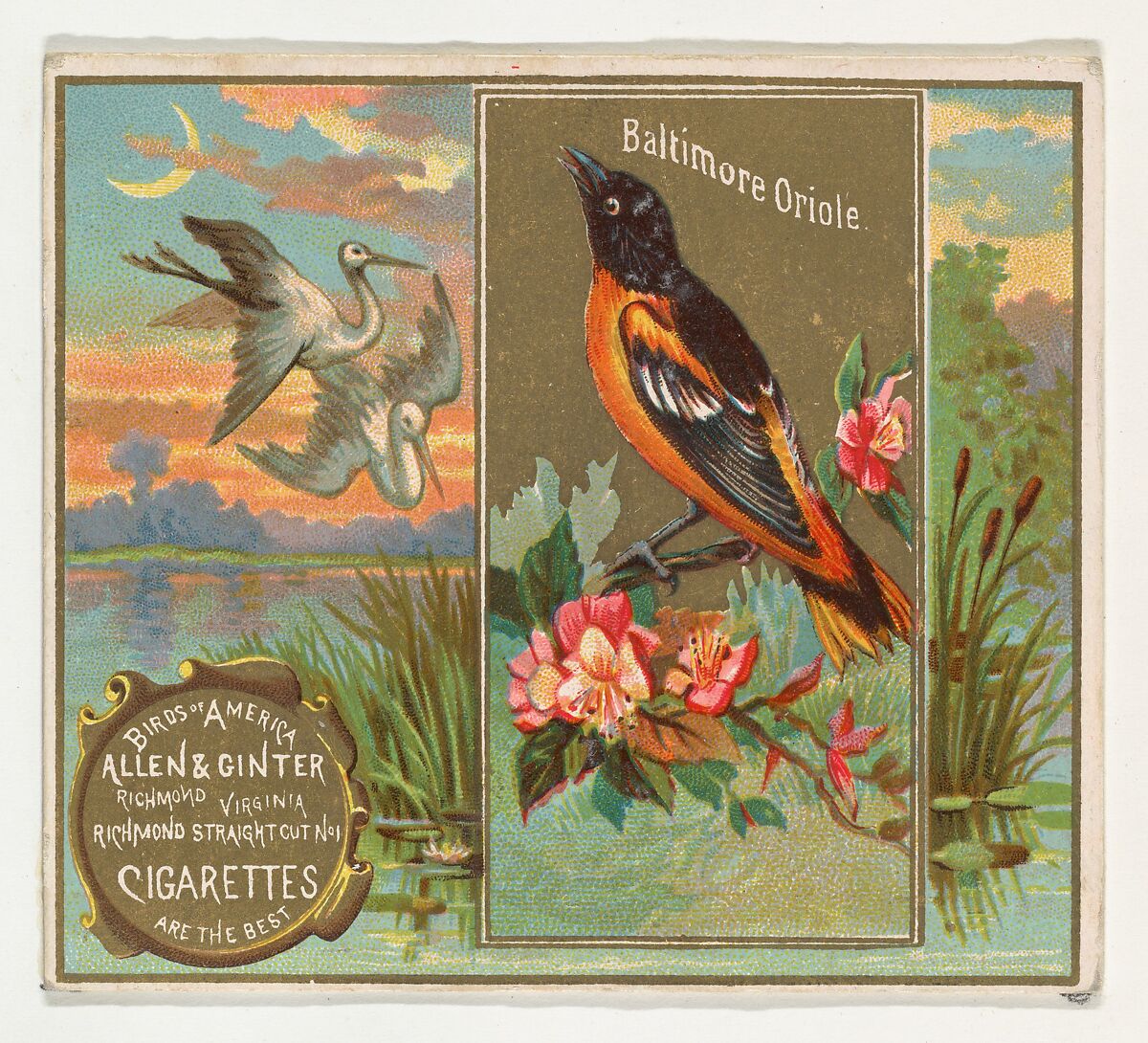 Baltimore Oriole, from the Birds of America series (N37) for Allen & Ginter Cigarettes, Issued by Allen &amp; Ginter (American, Richmond, Virginia), Commercial color lithograph 