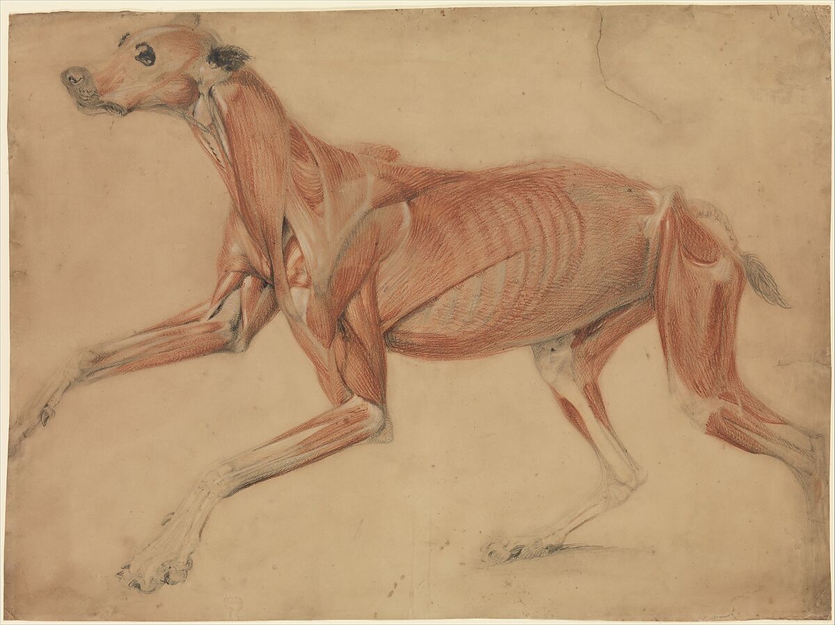 A full size écorché study of a hound, Charles Landseer (British, London 1799/1800–1879 London), Black, red and white chalk 