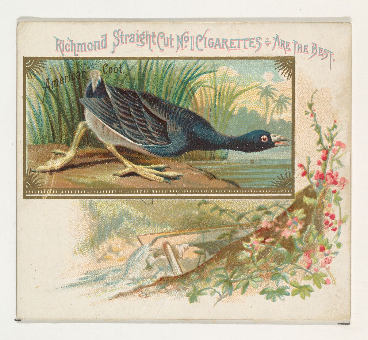American Coot, from the Game Birds series (N40) for Allen & Ginter Cigarettes, Issued by Allen &amp; Ginter (American, Richmond, Virginia), Commercial color lithograph 