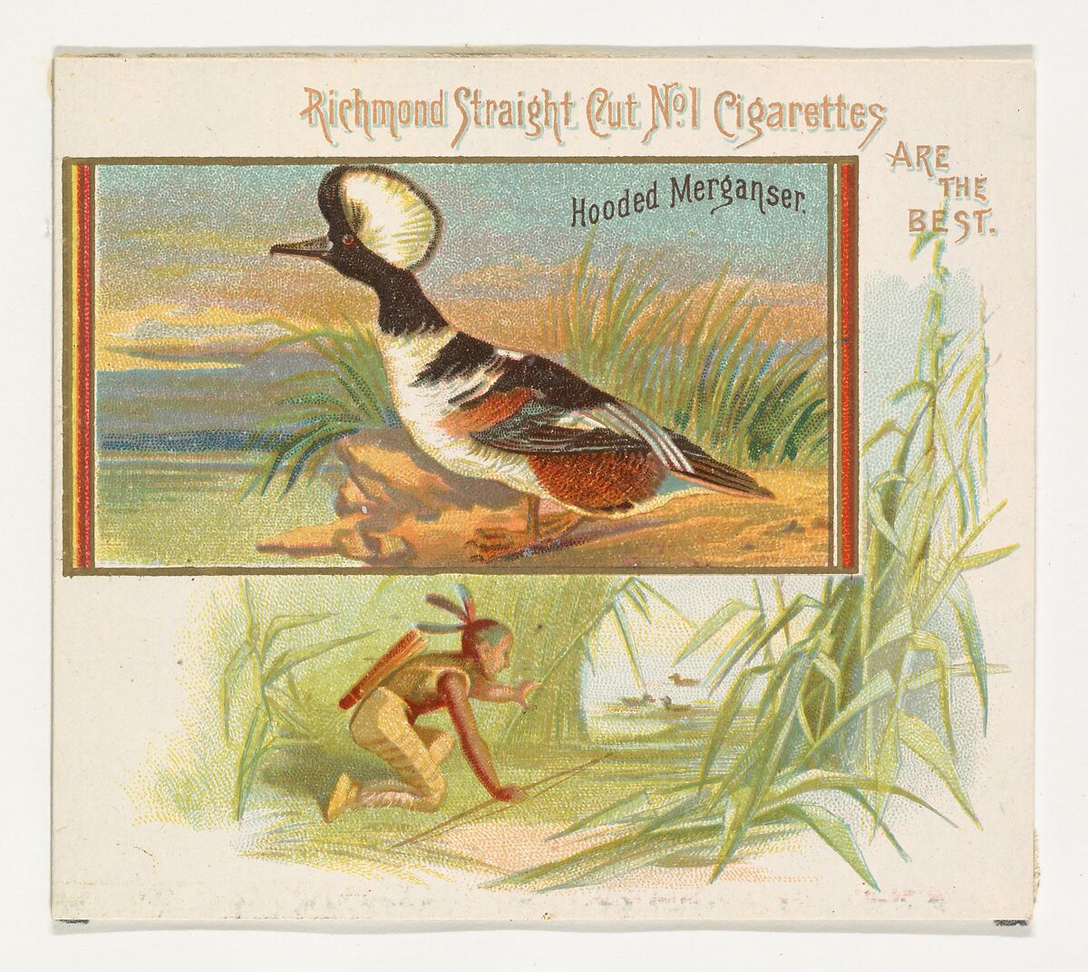 Hooded Merganser, from the Game Birds series (N40) for Allen & Ginter Cigarettes, Issued by Allen &amp; Ginter (American, Richmond, Virginia), Commercial color lithograph 
