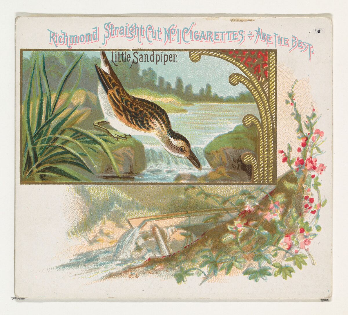 Little Sandpiper, from the Game Birds series (N40) for Allen & Ginter Cigarettes, Issued by Allen &amp; Ginter (American, Richmond, Virginia), Commercial color lithograph 
