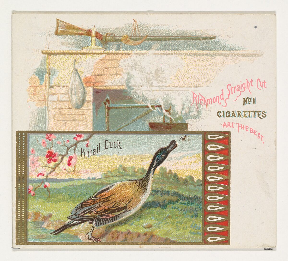 Pintail Duck, from the Game Birds series (N40) for Allen & Ginter Cigarettes, Issued by Allen &amp; Ginter (American, Richmond, Virginia), Commercial color lithograph 