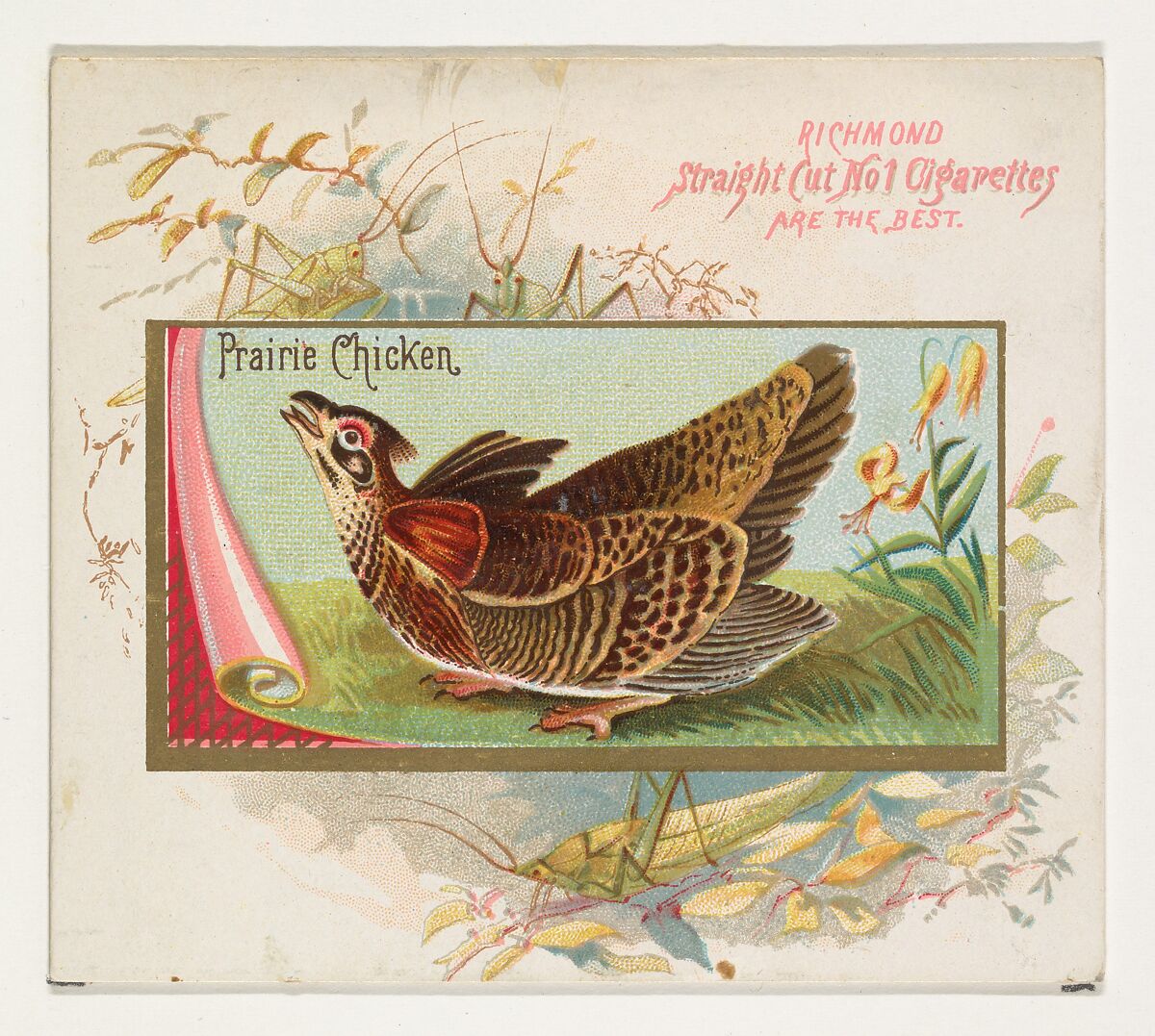 Prairie Chicken, from the Game Birds series (N40) for Allen & Ginter Cigarettes, Issued by Allen &amp; Ginter (American, Richmond, Virginia), Commercial color lithograph 
