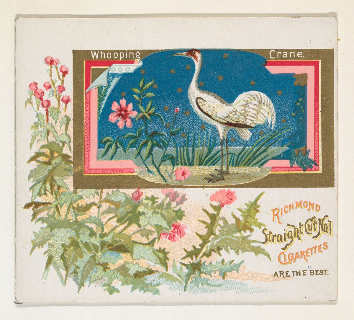 Whooping Crane, from the Game Birds series (N40) for Allen & Ginter Cigarettes, Issued by Allen &amp; Ginter (American, Richmond, Virginia), Commercial color lithograph 