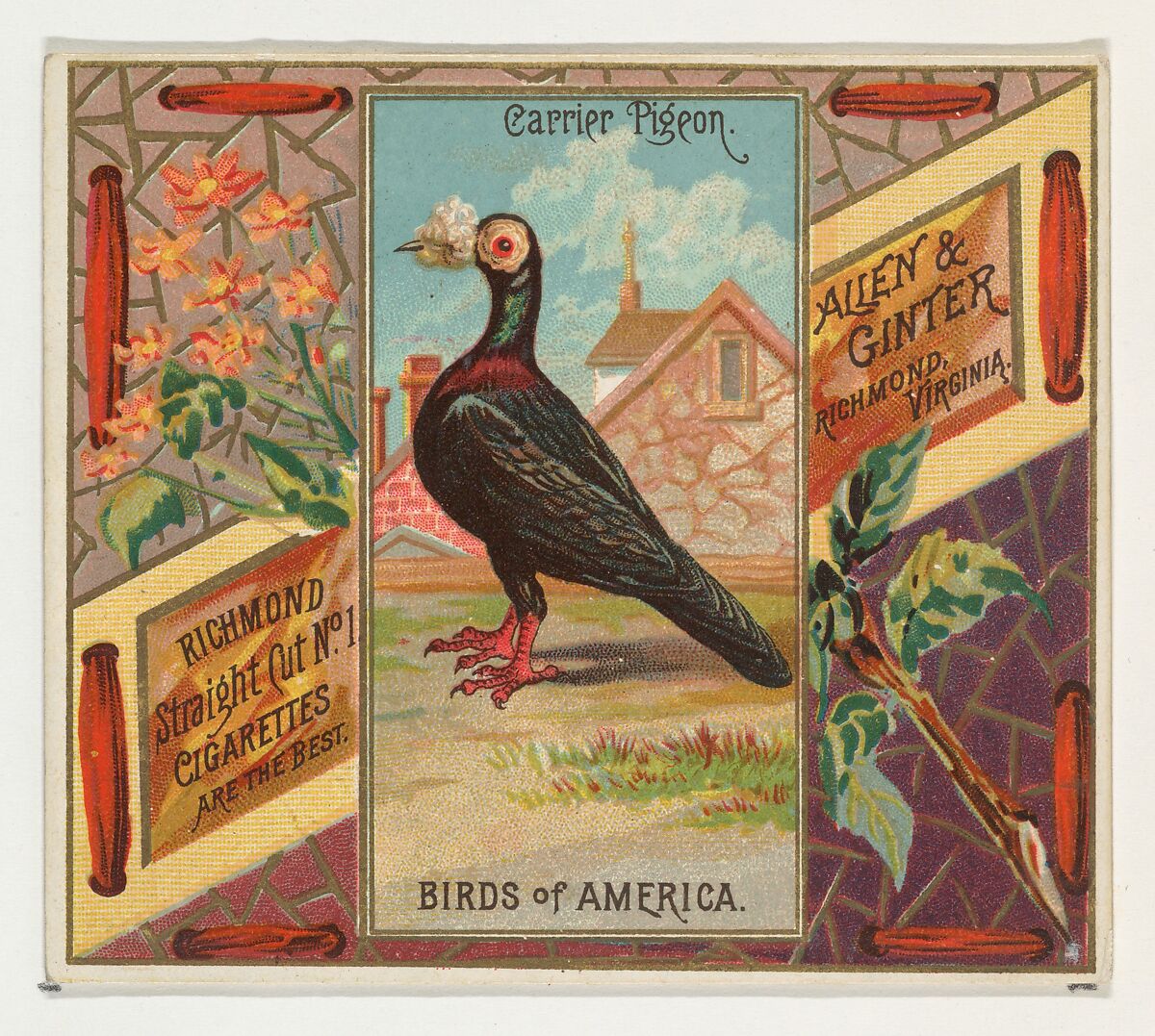 Carrier Pigeon, from the Birds of America series (N37) for Allen & Ginter Cigarettes, Issued by Allen &amp; Ginter (American, Richmond, Virginia), Commercial color lithograph 