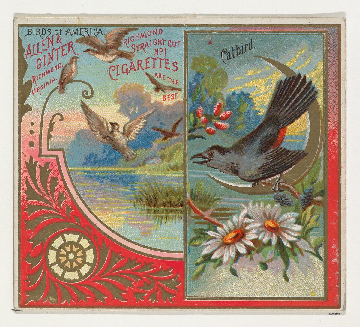 Issued by Allen & Ginter | Catbird, from the Birds of America series ...