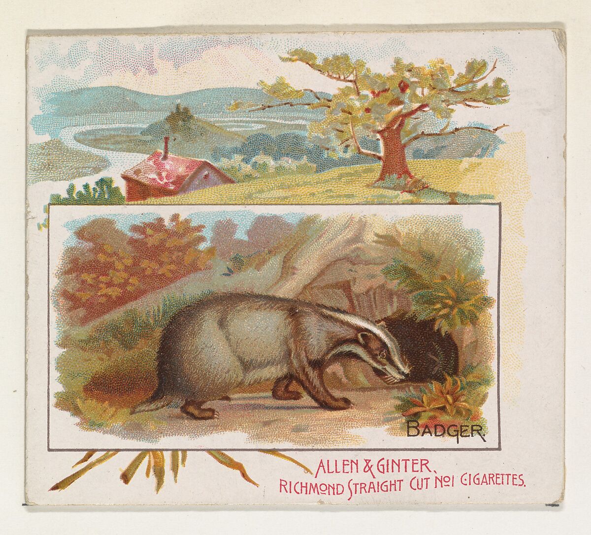 Badger, from Quadrupeds series (N41) for Allen & Ginter Cigarettes, Issued by Allen &amp; Ginter (American, Richmond, Virginia), Commercial color lithograph 