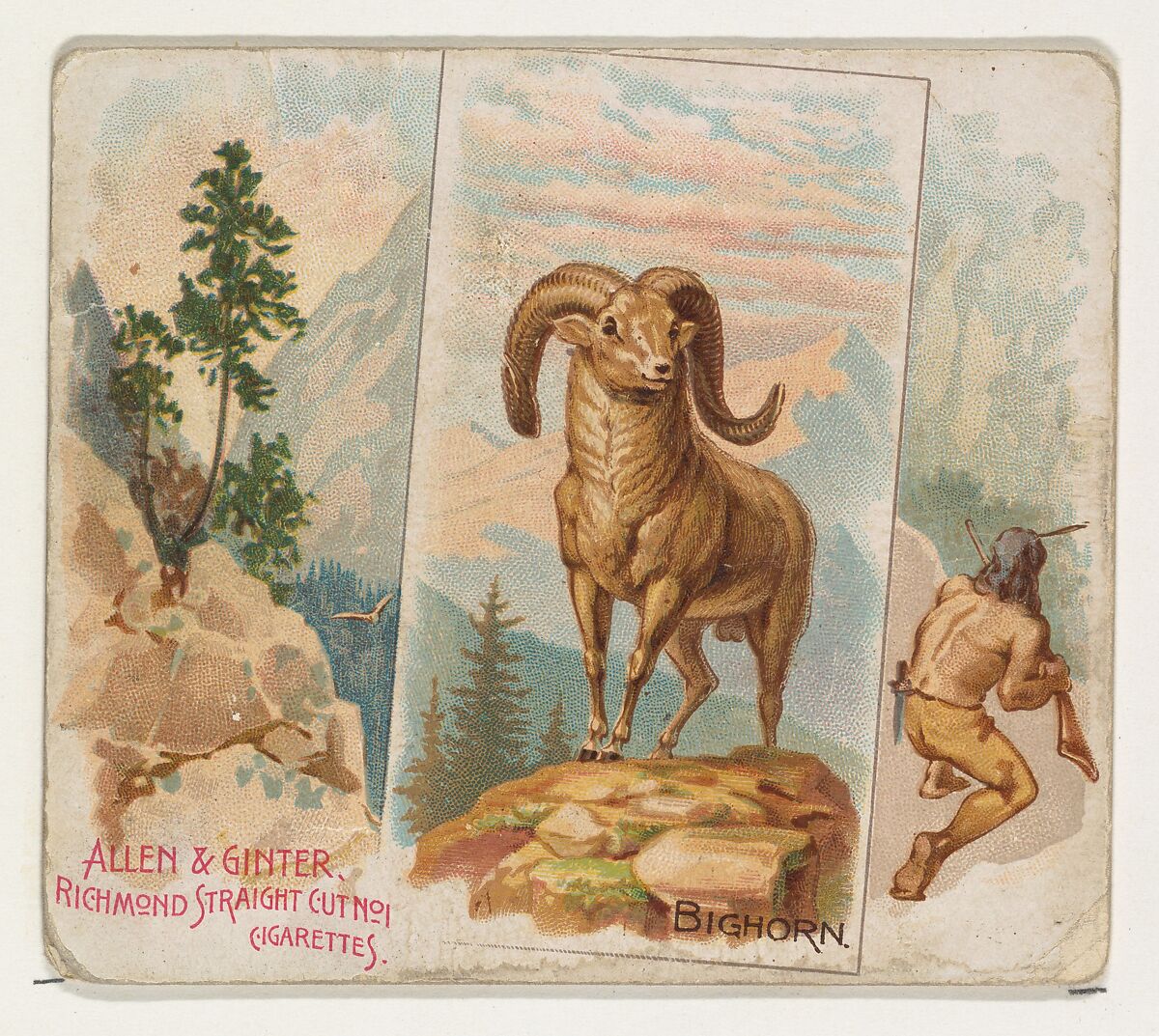 Bighorn, from Quadrupeds series (N41) for Allen & Ginter Cigarettes, Issued by Allen &amp; Ginter (American, Richmond, Virginia), Commercial color lithograph 