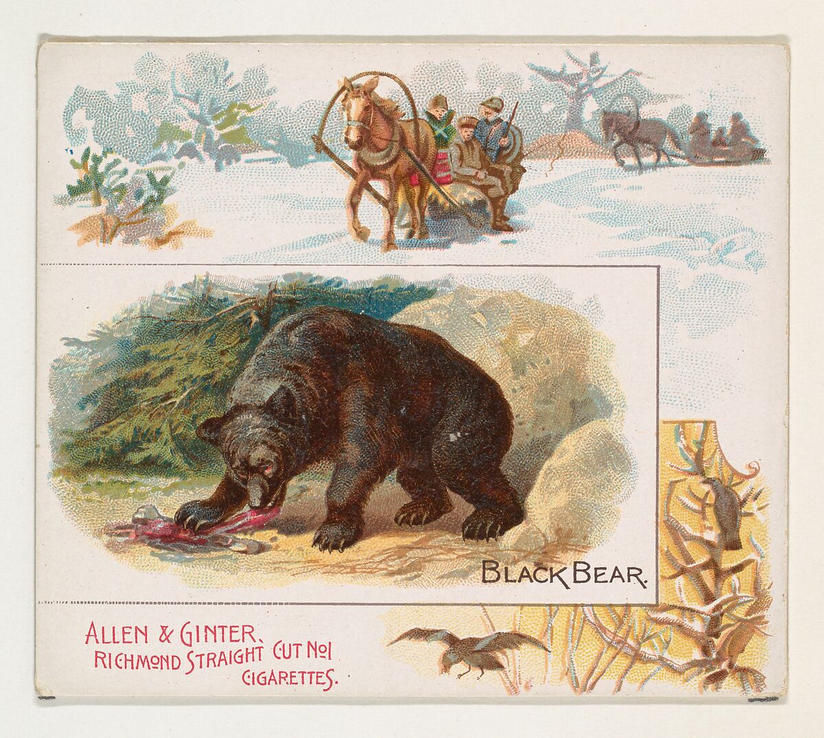 Black Bear, from Quadrupeds series (N41) for Allen & Ginter Cigarettes, Issued by Allen &amp; Ginter (American, Richmond, Virginia), Commercial color lithograph 