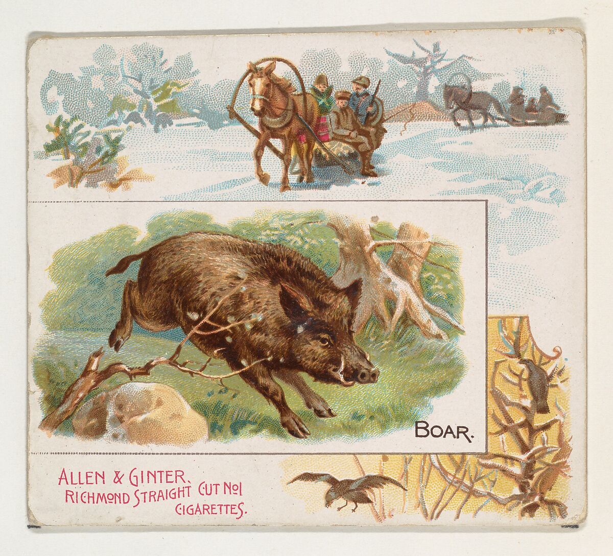 Boar, from Quadrupeds series (N41) for Allen & Ginter Cigarettes, Issued by Allen &amp; Ginter (American, Richmond, Virginia), Commercial color lithograph 
