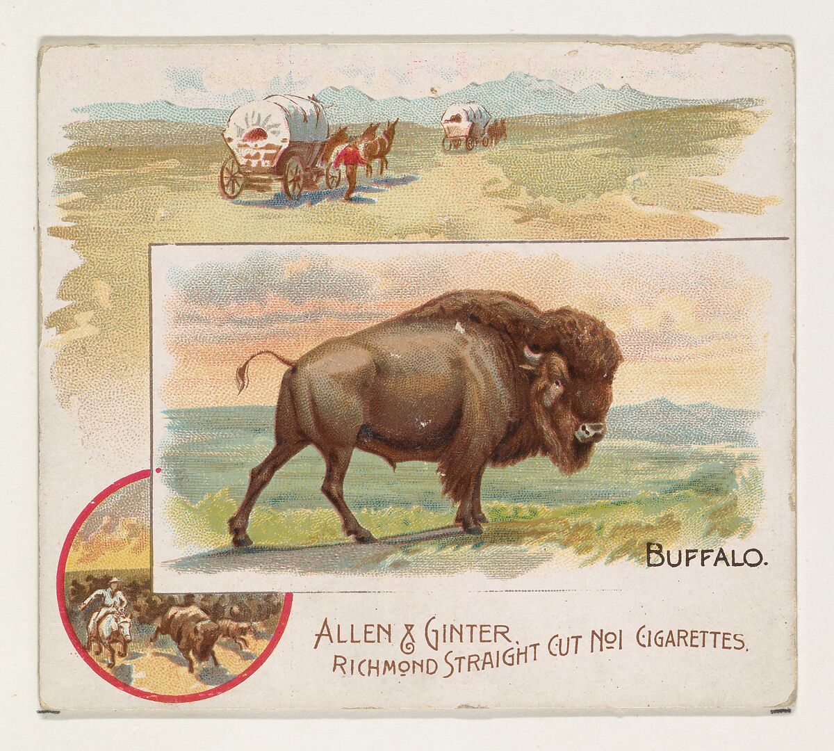 Buffalo, from Quadrupeds series (N41) for Allen & Ginter Cigarettes, Issued by Allen &amp; Ginter (American, Richmond, Virginia), Commercial color lithograph 