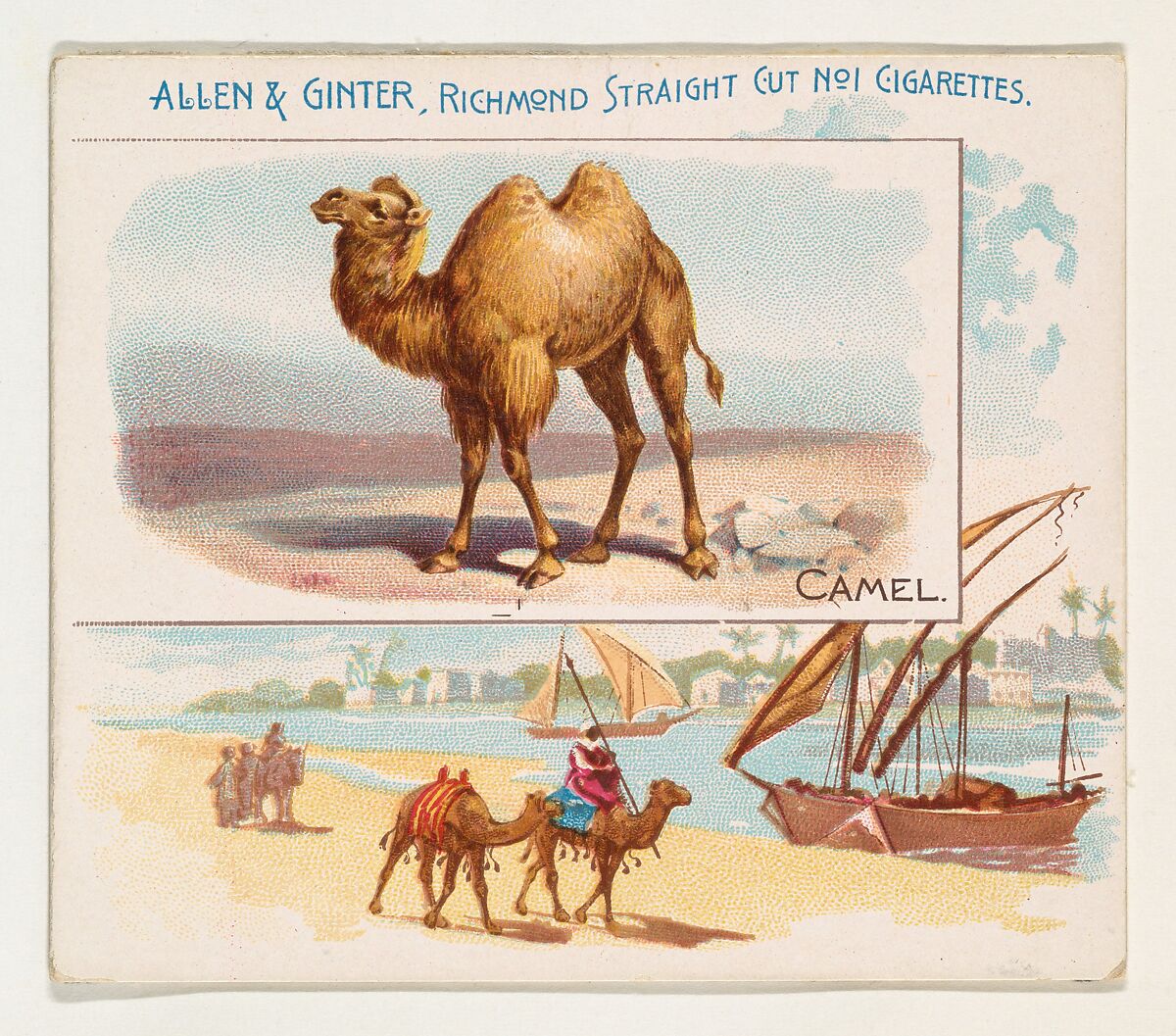 Camel, from Quadrupeds series (N41) for Allen & Ginter Cigarettes, Issued by Allen &amp; Ginter (American, Richmond, Virginia), Commercial color lithograph 