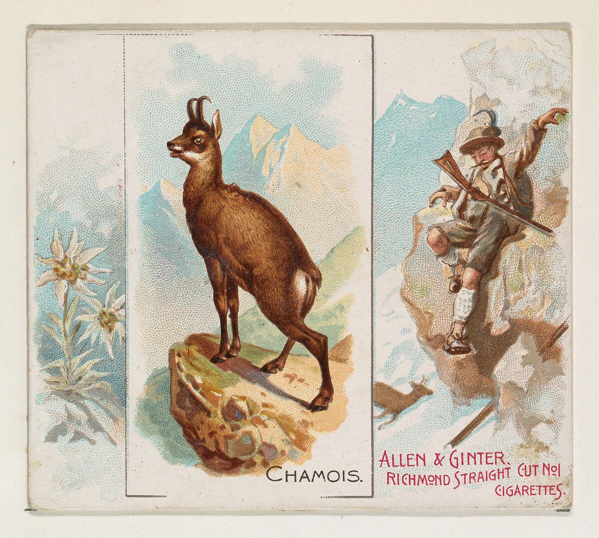 Chamois, from Quadrupeds series (N41) for Allen & Ginter Cigarettes, Issued by Allen &amp; Ginter (American, Richmond, Virginia), Commercial color lithograph 