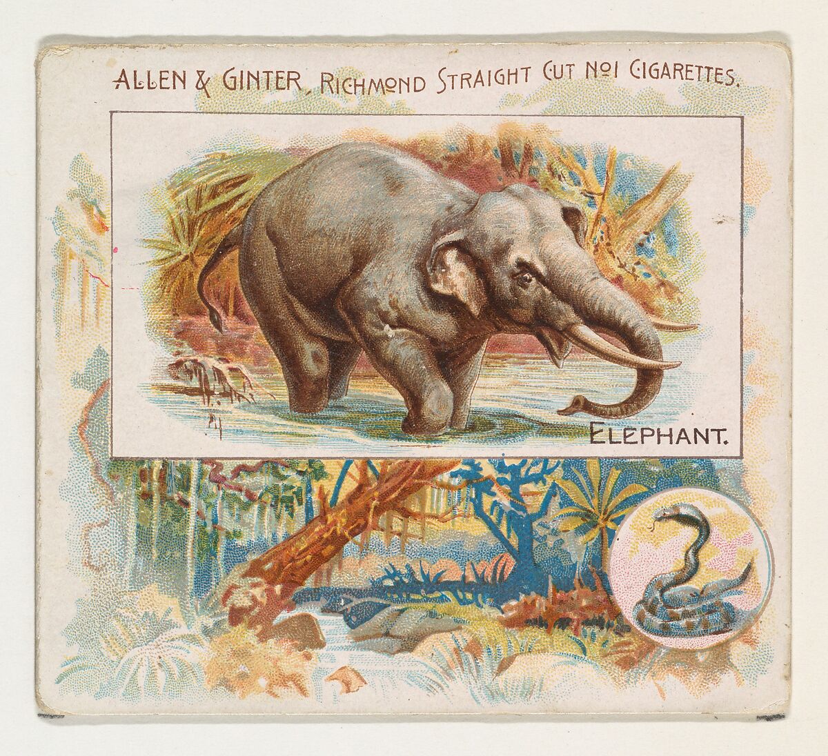 Elephant, from Quadrupeds series (N41) for Allen & Ginter Cigarettes, Issued by Allen &amp; Ginter (American, Richmond, Virginia), Commercial color lithograph 