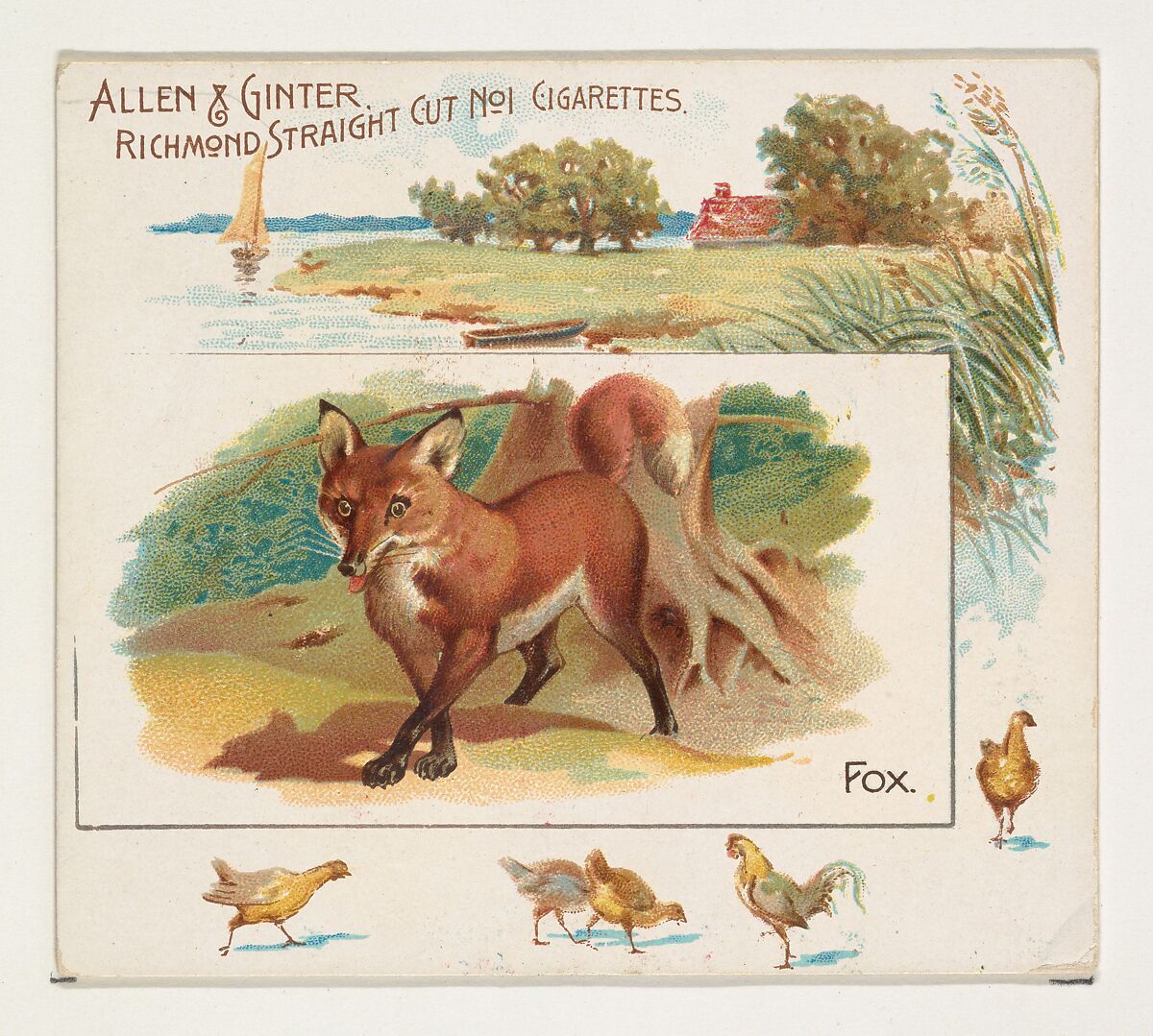 Fox, from Quadrupeds series (N41) for Allen & Ginter Cigarettes, Issued by Allen &amp; Ginter (American, Richmond, Virginia), Commercial color lithograph 