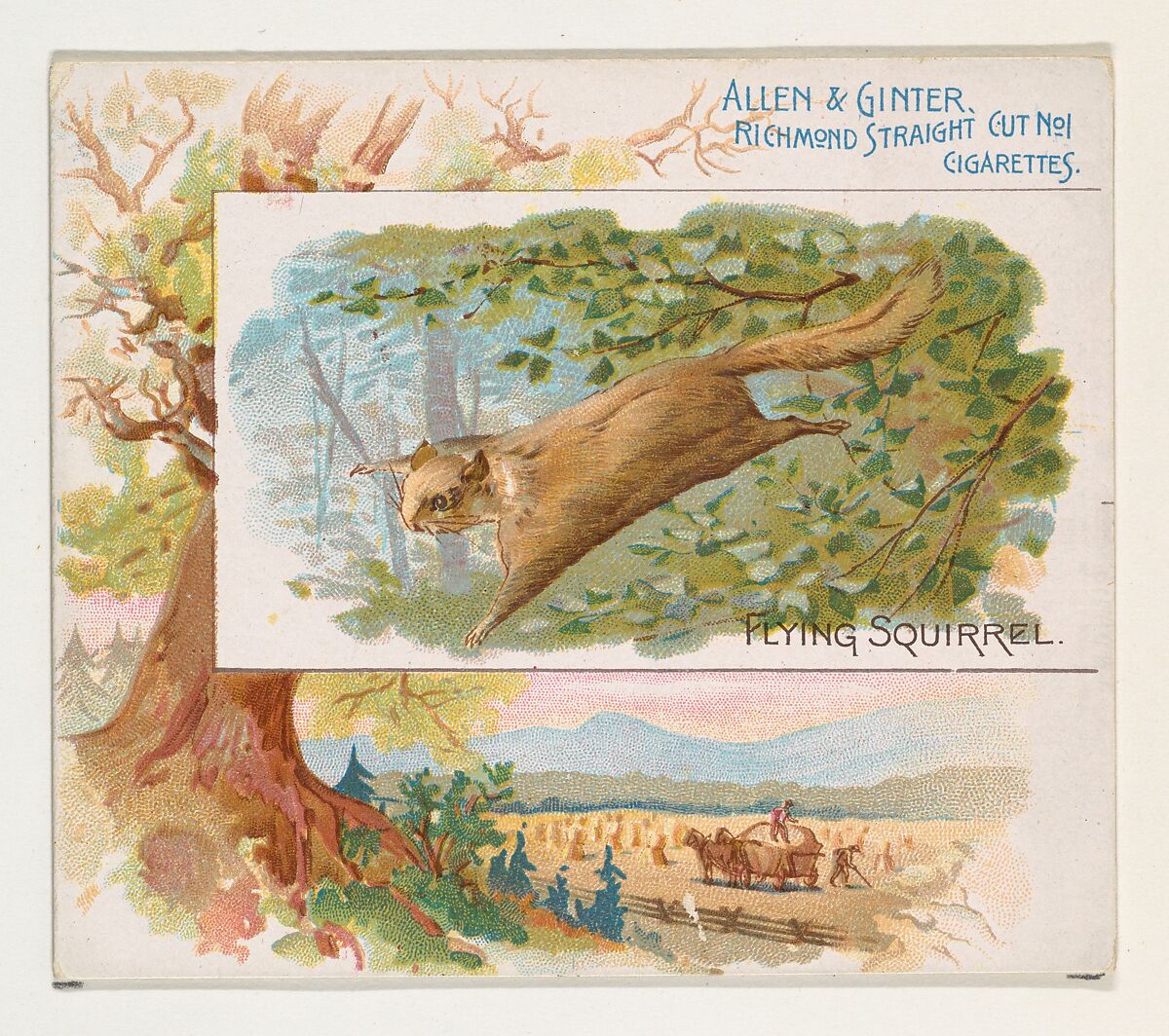 Flying Squirrel, from Quadrupeds series (N41) for Allen & Ginter Cigarettes, Issued by Allen &amp; Ginter (American, Richmond, Virginia), Commercial color lithograph 