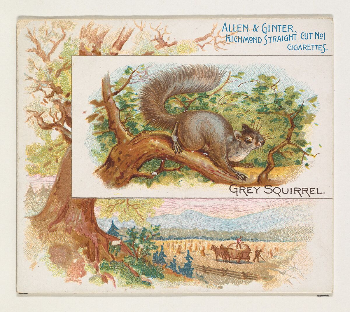 Grey Squirrel, from Quadrupeds series (N41) for Allen & Ginter Cigarettes, Issued by Allen &amp; Ginter (American, Richmond, Virginia), Commercial color lithograph 