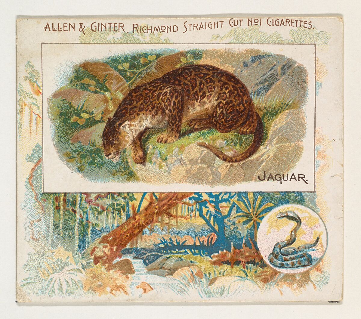 Jaguar, from Quadrupeds series (N41) for Allen & Ginter Cigarettes, Issued by Allen &amp; Ginter (American, Richmond, Virginia), Commercial color lithograph 