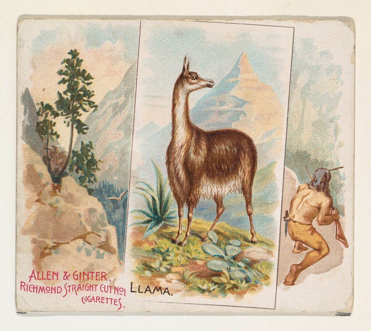 Llama, from Quadrupeds series (N41) for Allen & Ginter Cigarettes, Issued by Allen &amp; Ginter (American, Richmond, Virginia), Commercial color lithograph 