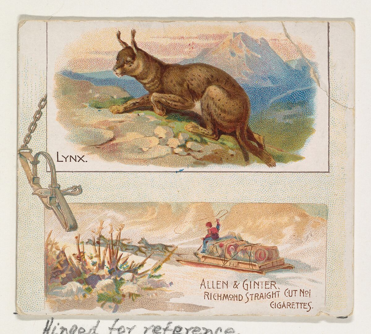 Lynx, from Quadrupeds series (N41) for Allen & Ginter Cigarettes, Issued by Allen &amp; Ginter (American, Richmond, Virginia), Commercial color lithograph 