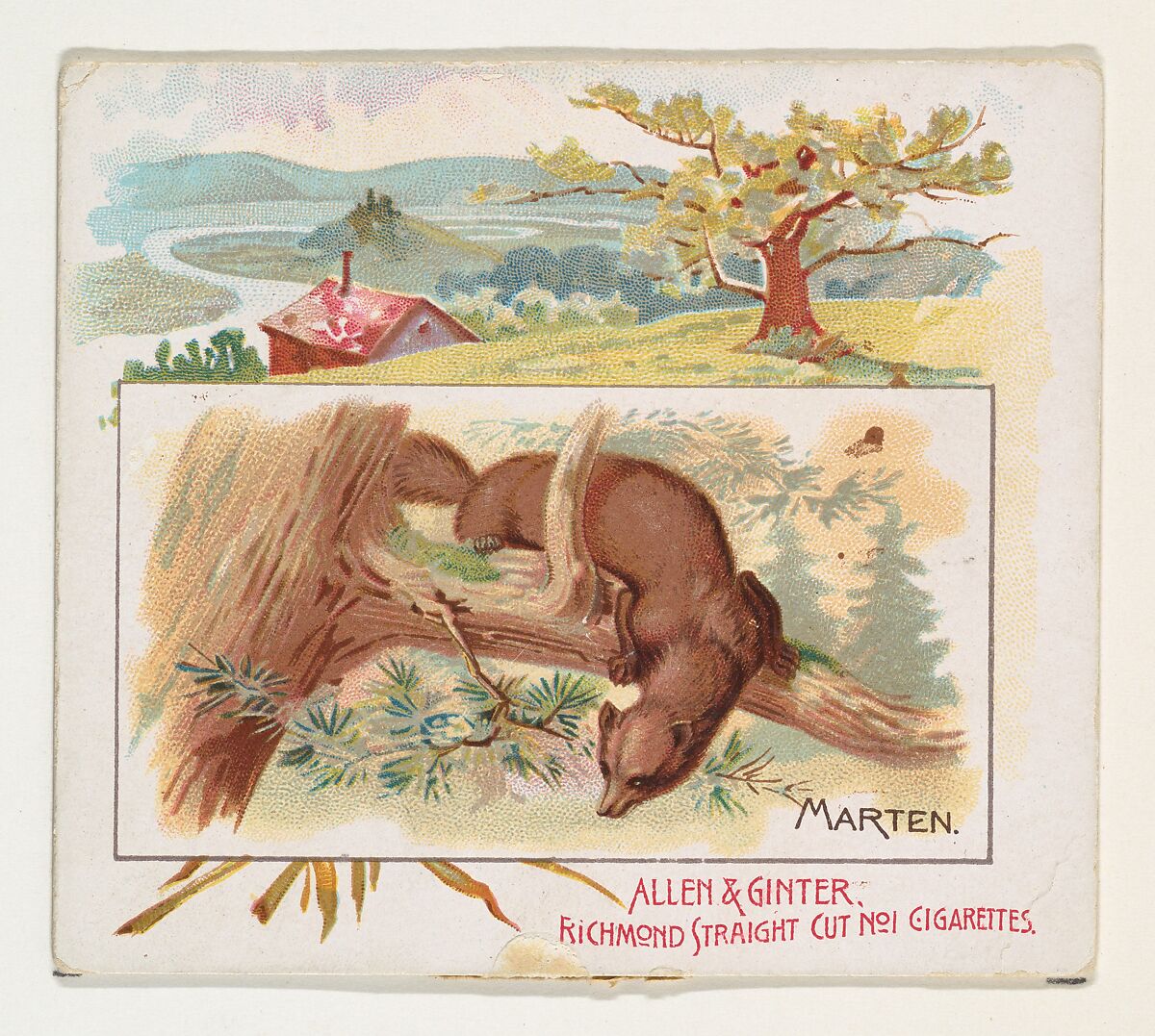 Marten, from Quadrupeds series (N41) for Allen & Ginter Cigarettes, Issued by Allen &amp; Ginter (American, Richmond, Virginia), Commercial color lithograph 