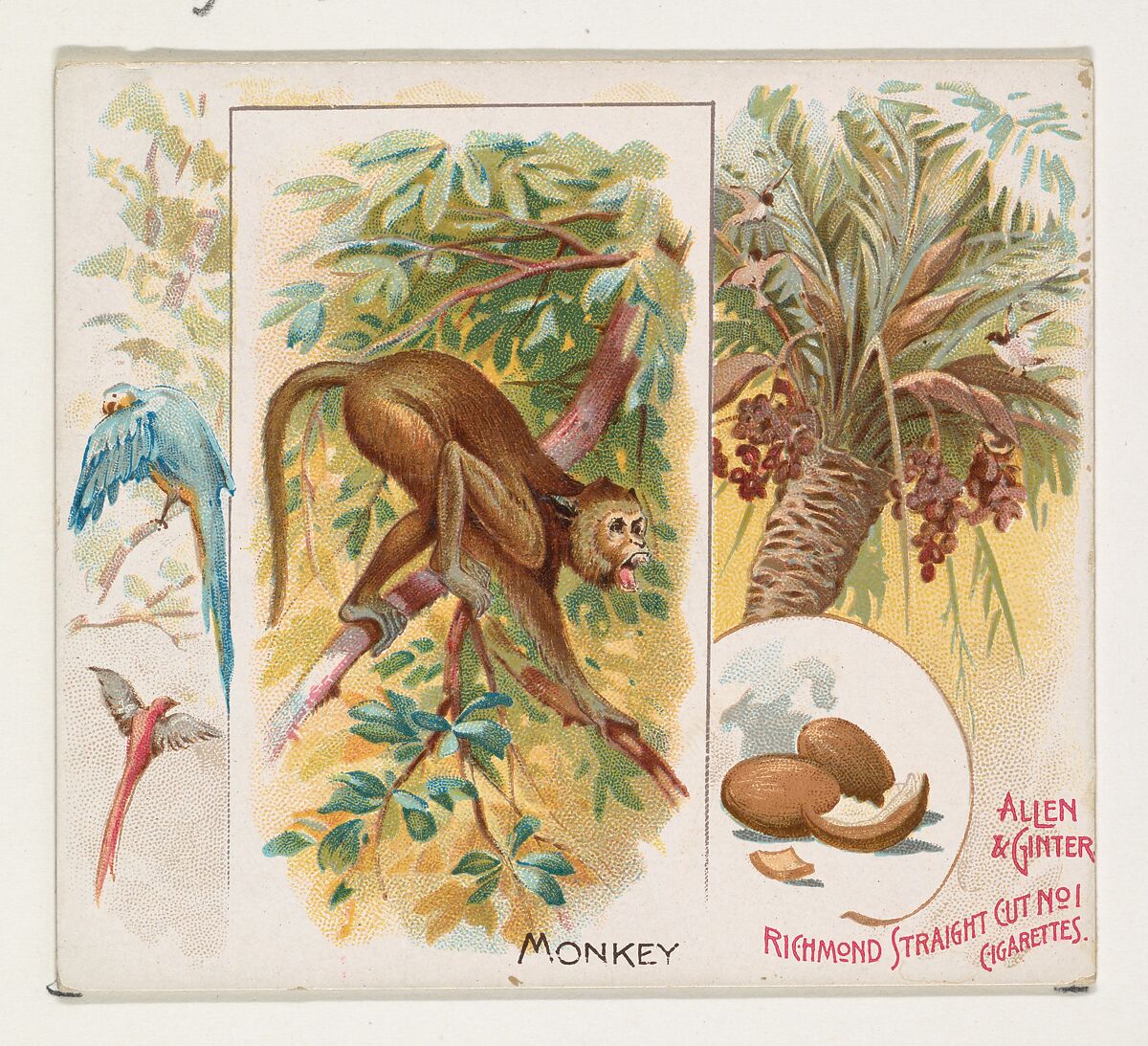 Monkey, from Quadrupeds series (N41) for Allen & Ginter Cigarettes, Issued by Allen &amp; Ginter (American, Richmond, Virginia), Commercial color lithograph 
