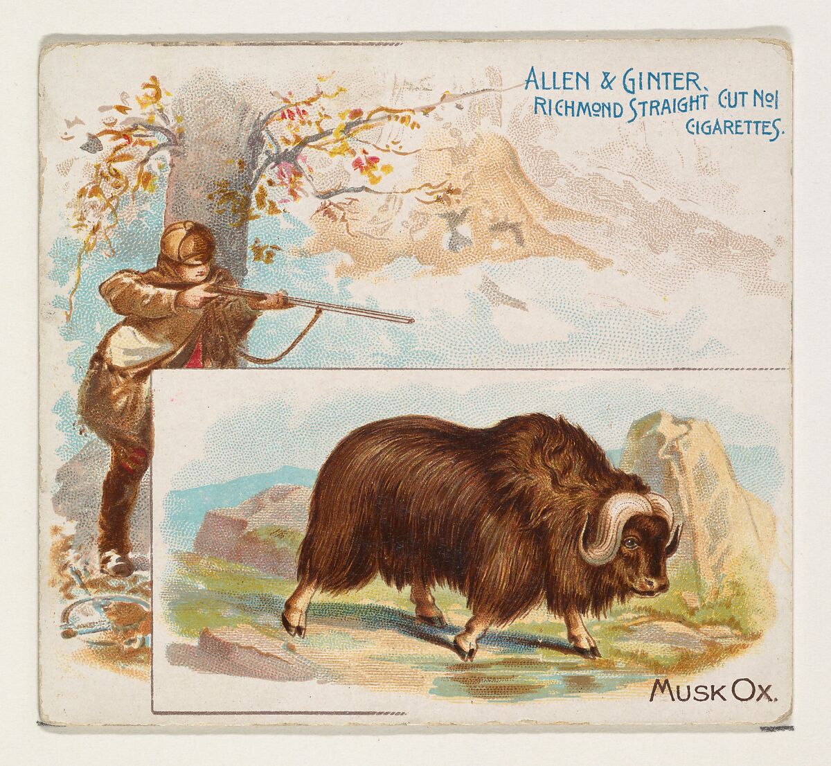 Musk Ox, from Quadrupeds series (N41) for Allen & Ginter Cigarettes, Issued by Allen &amp; Ginter (American, Richmond, Virginia), Commercial color lithograph 