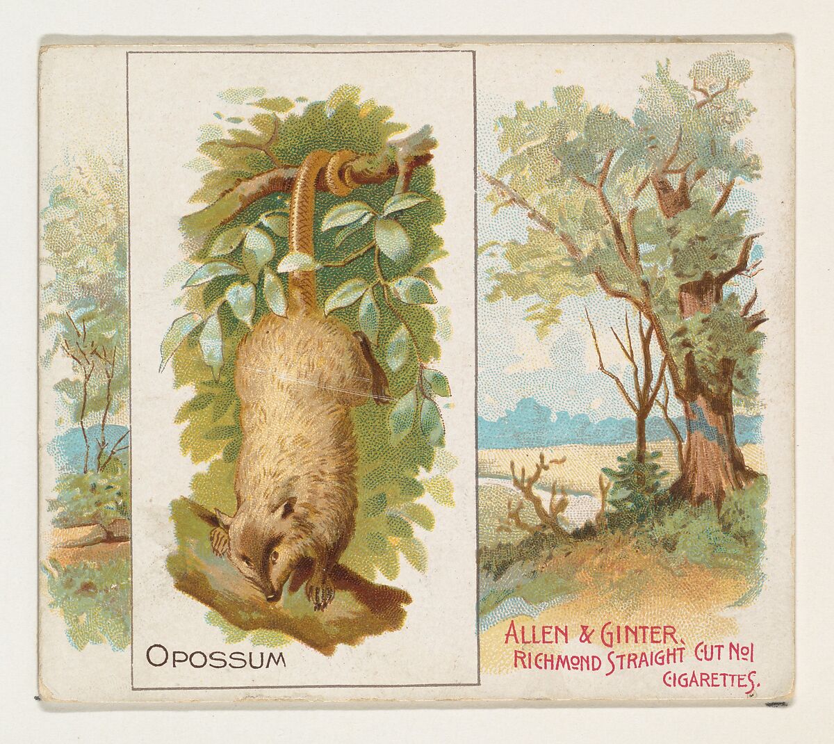 Opossum, from Quadrupeds series (N41) for Allen & Ginter Cigarettes, Issued by Allen &amp; Ginter (American, Richmond, Virginia), Commercial color lithograph 