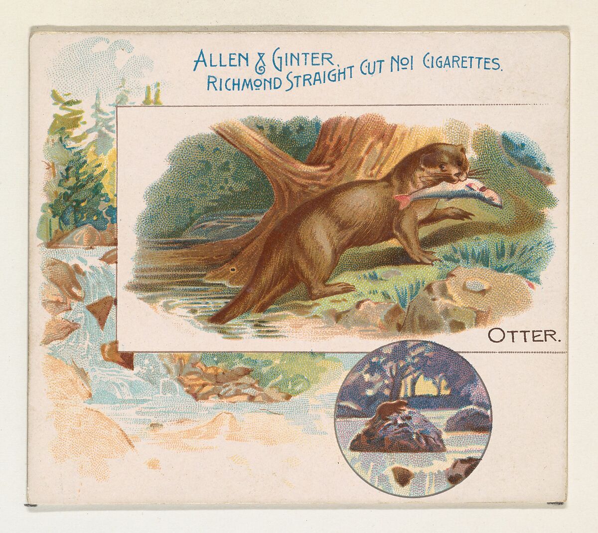 Otter, from Quadrupeds series (N41) for Allen & Ginter Cigarettes, Issued by Allen &amp; Ginter (American, Richmond, Virginia), Commercial color lithograph 