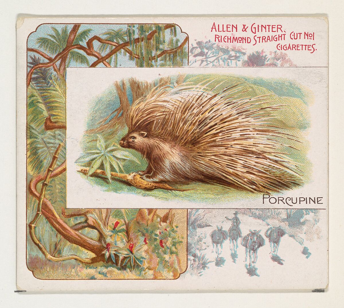 Porcupine, from Quadrupeds series (N41) for Allen & Ginter Cigarettes, Issued by Allen &amp; Ginter (American, Richmond, Virginia), Commercial color lithograph 