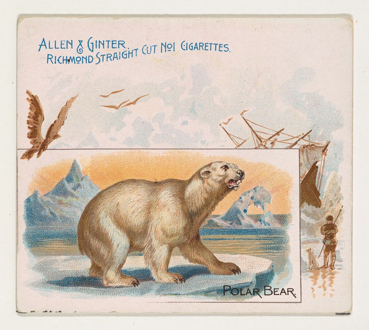 Polar Bear, from Quadrupeds series (N41) for Allen & Ginter Cigarettes, Issued by Allen &amp; Ginter (American, Richmond, Virginia), Commercial color lithograph 