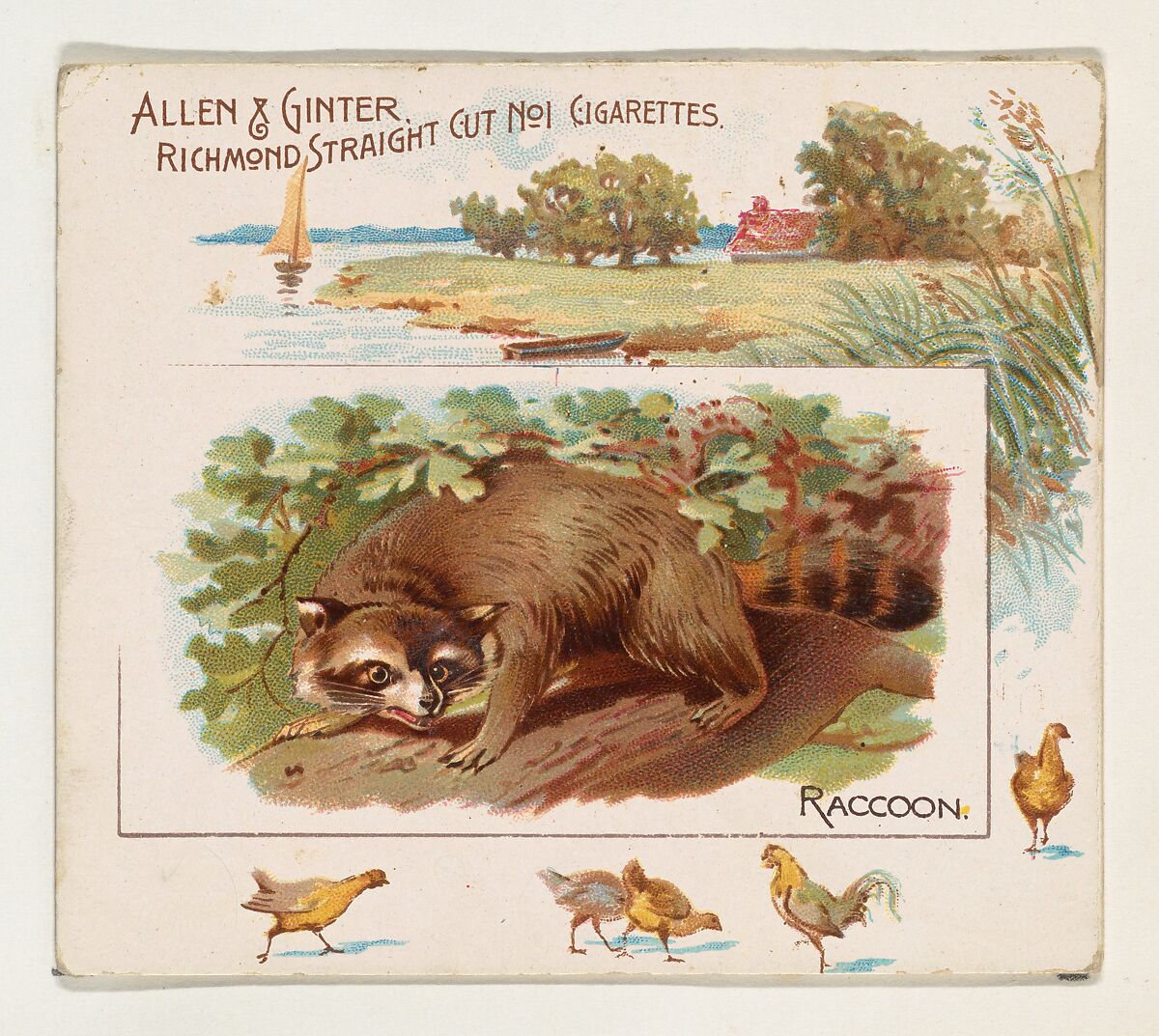Raccoon, from Quadrupeds series (N41) for Allen & Ginter Cigarettes, Issued by Allen &amp; Ginter (American, Richmond, Virginia), Commercial color lithograph 