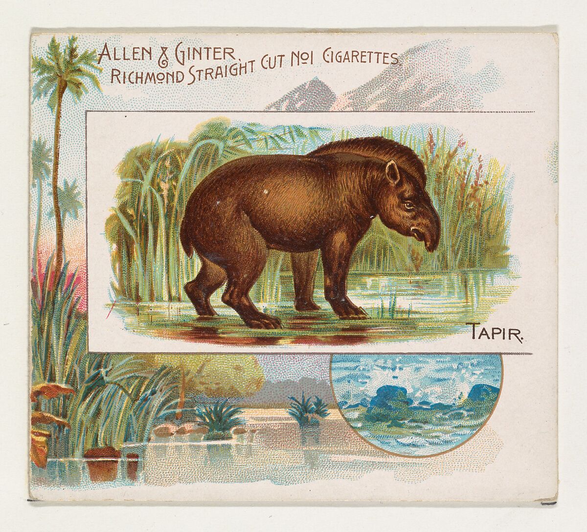 Tapir, from Quadrupeds series (N41) for Allen & Ginter Cigarettes, Issued by Allen &amp; Ginter (American, Richmond, Virginia), Commercial color lithograph 