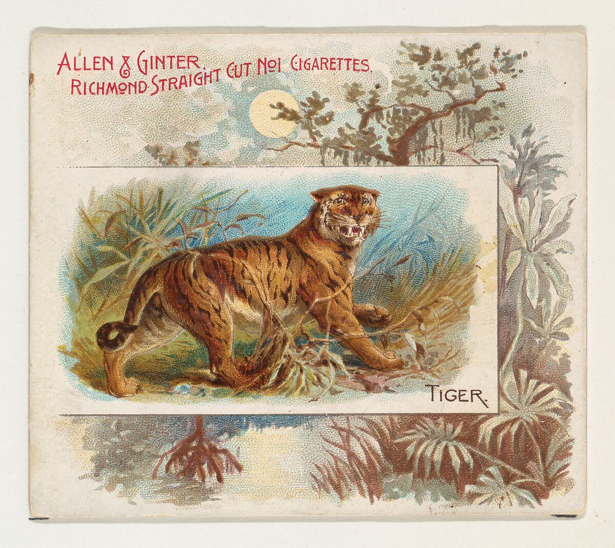 Tiger, from Quadrupeds series (N41) for Allen & Ginter Cigarettes, Issued by Allen &amp; Ginter (American, Richmond, Virginia), Commercial color lithograph 