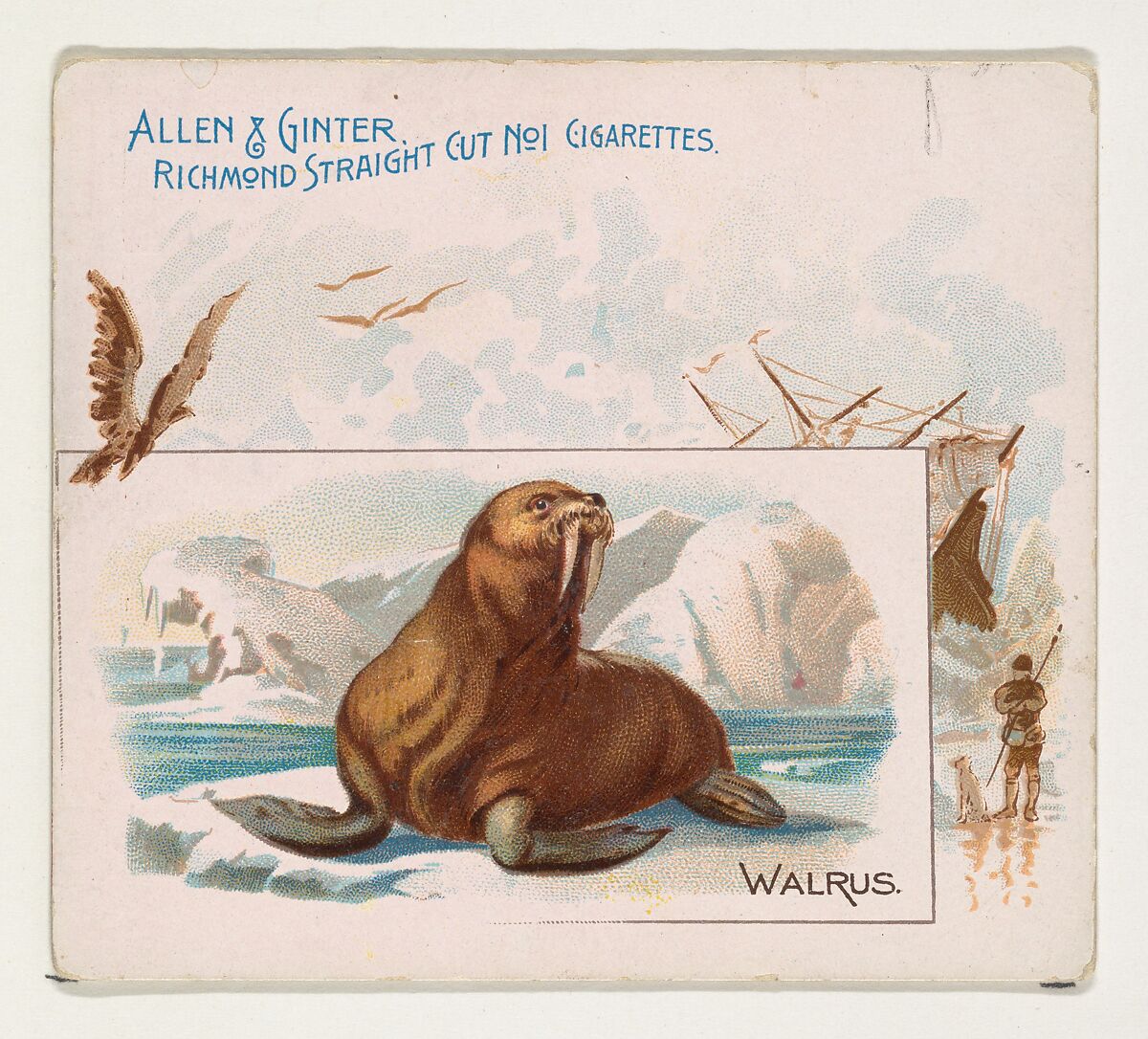 Walrus, from Quadrupeds series (N41) for Allen & Ginter Cigarettes, Issued by Allen &amp; Ginter (American, Richmond, Virginia), Commercial color lithograph 