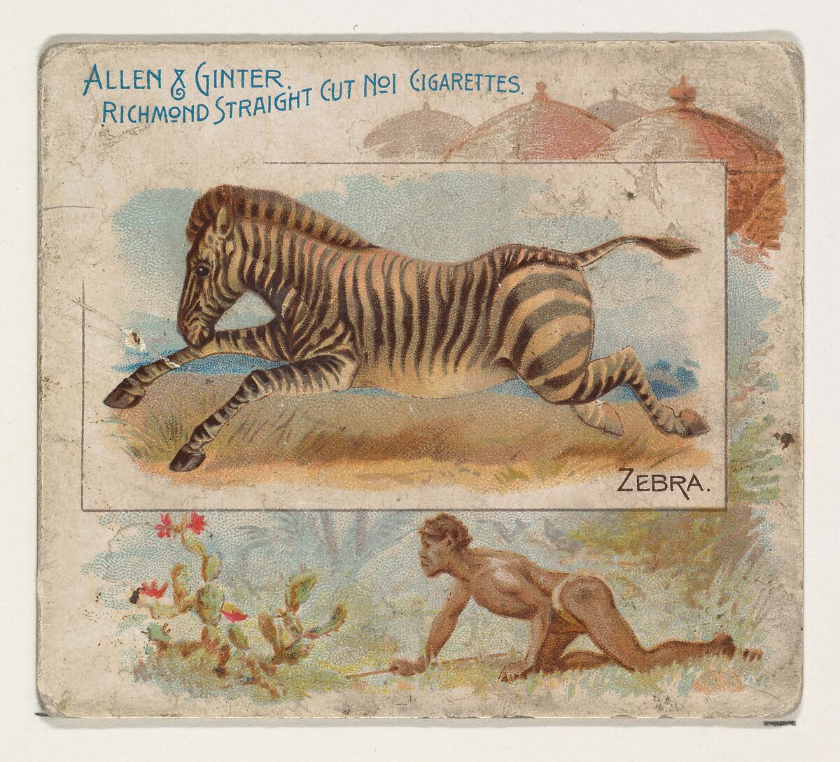 Zebra, from Quadrupeds series (N41) for Allen & Ginter Cigarettes, Issued by Allen &amp; Ginter (American, Richmond, Virginia), Commercial color lithograph 