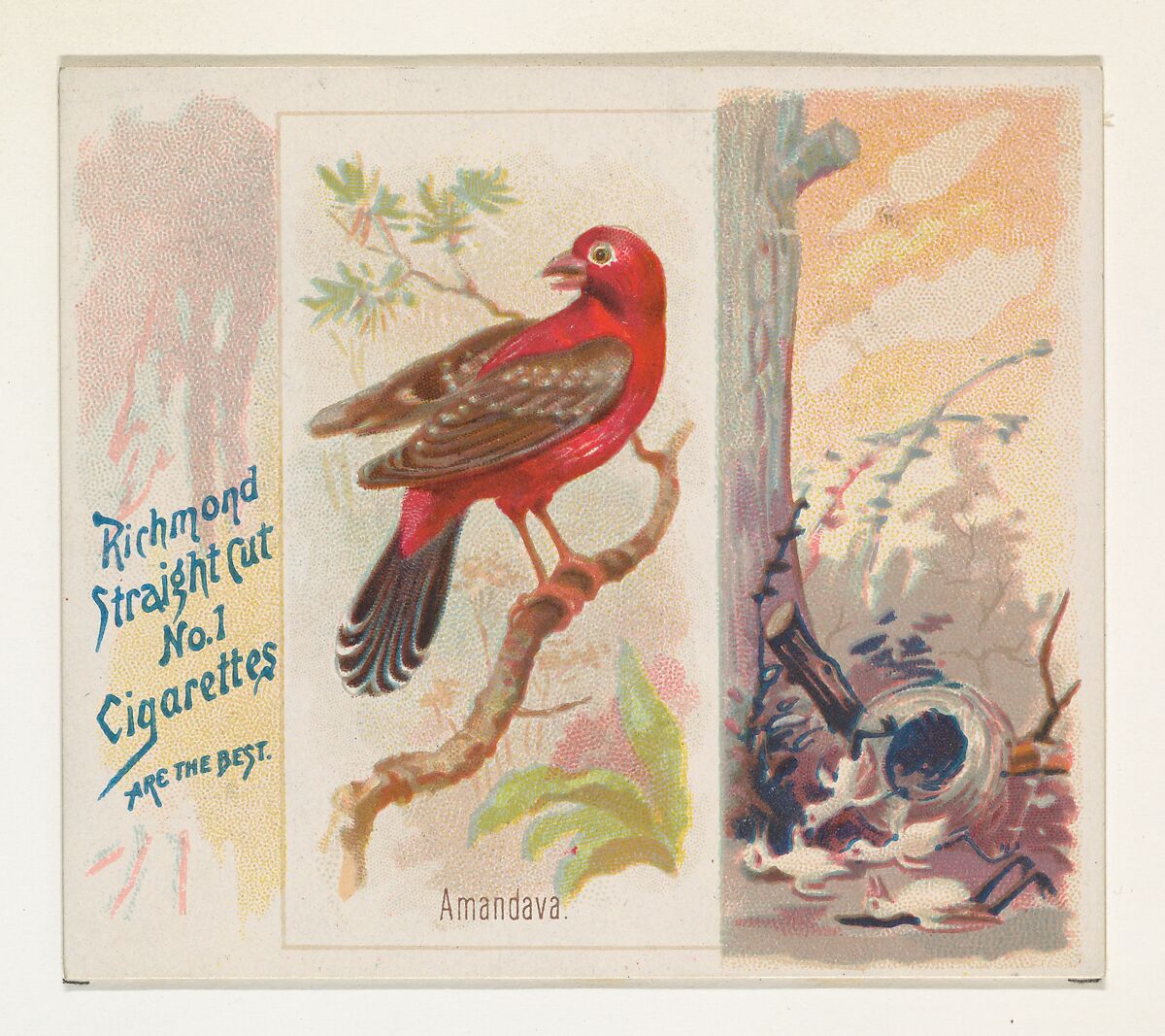 Amandava, from the Song Birds of the World series (N42) for Allen & Ginter Cigarettes, Issued by Allen &amp; Ginter (American, Richmond, Virginia), Commercial color lithograph 