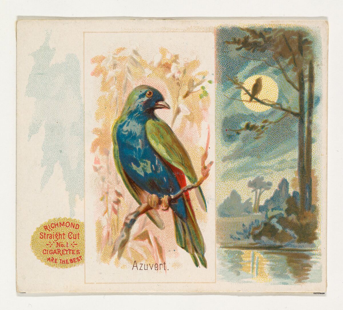 Azuvert, from the Song Birds of the World series (N42) for Allen & Ginter Cigarettes, Issued by Allen &amp; Ginter (American, Richmond, Virginia), Commercial color lithograph 